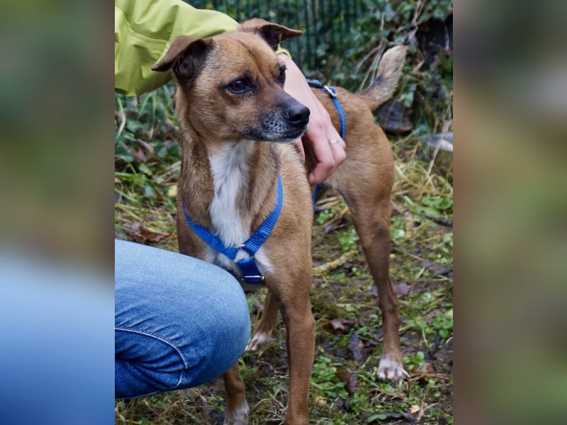 Floki, der Familienhund, jung und aktiv