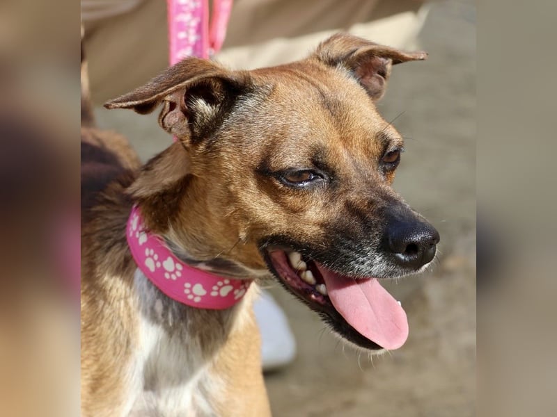 Floki, der Familienhund, jung und aktiv