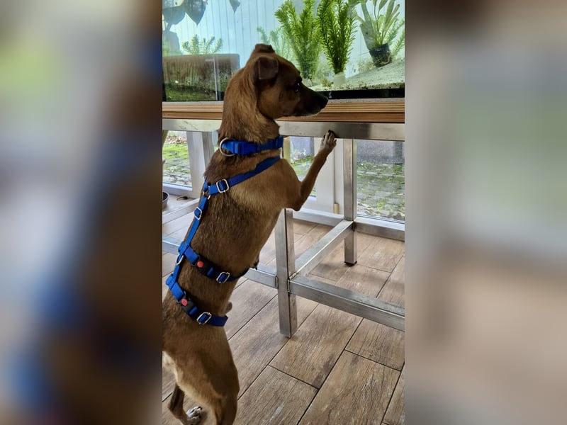 Floki, der Familienhund, jung und aktiv