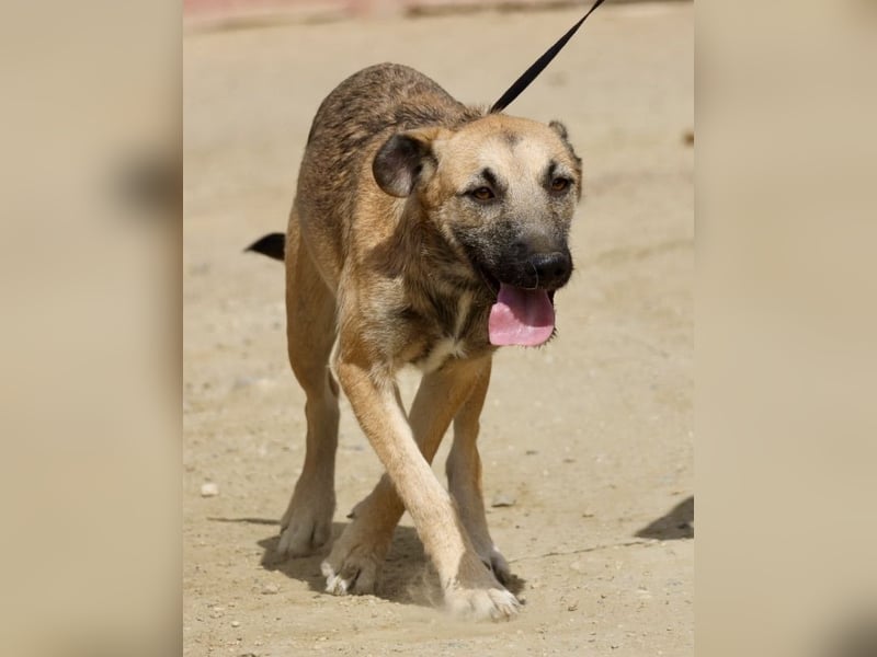 Nata, verschmust,liebevoll und familiengeeignet