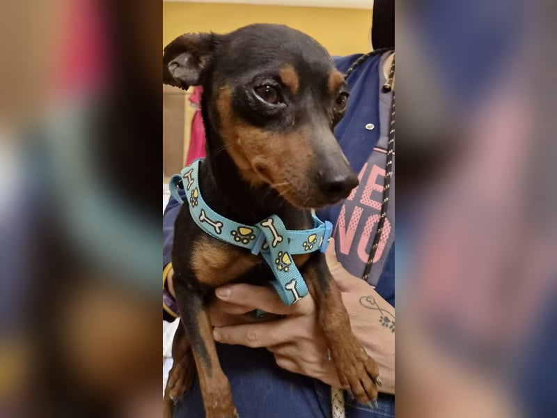 Cooper  verschmust, zutraulich und lernwillig