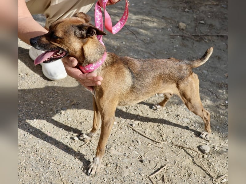 Floki, der Familienhund, jung und aktiv