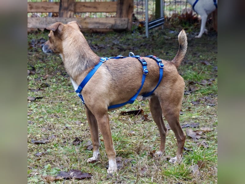 Floki, der Familienhund, jung und aktiv