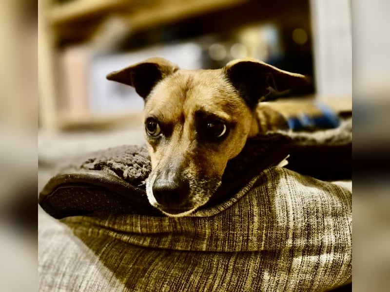 Floki, der Familienhund, jung und aktiv