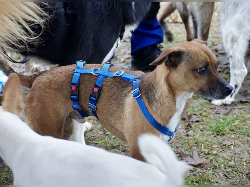 Floki, der Familienhund, jung und aktiv