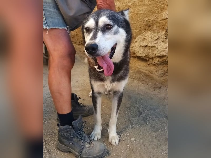 Mirari - Husky-Mix Hündin - bewegungsfreudig, offen, zutraulich