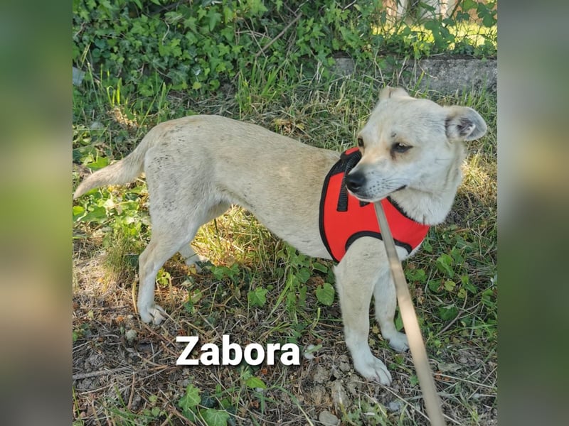 Zabora, kleines Wesen mit tollem Charakter....