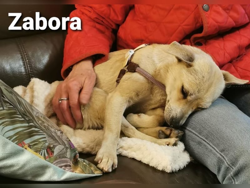 Zabora, kleines Wesen mit tollem Charakter....