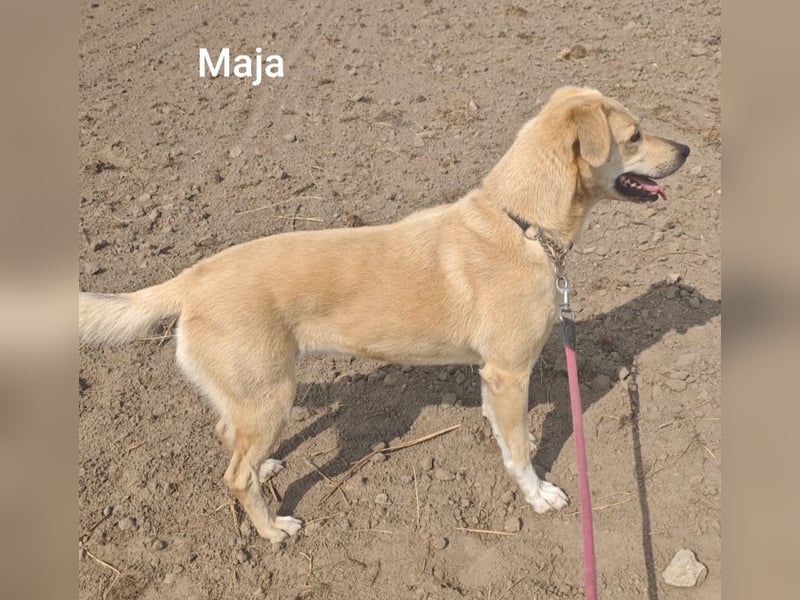 Maja, zierlich und hübsch und trotzdem alleine