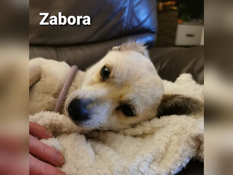 Zabora, kleines Wesen mit tollem Charakter....