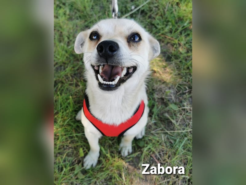 Zabora, kleines Wesen mit tollem Charakter....