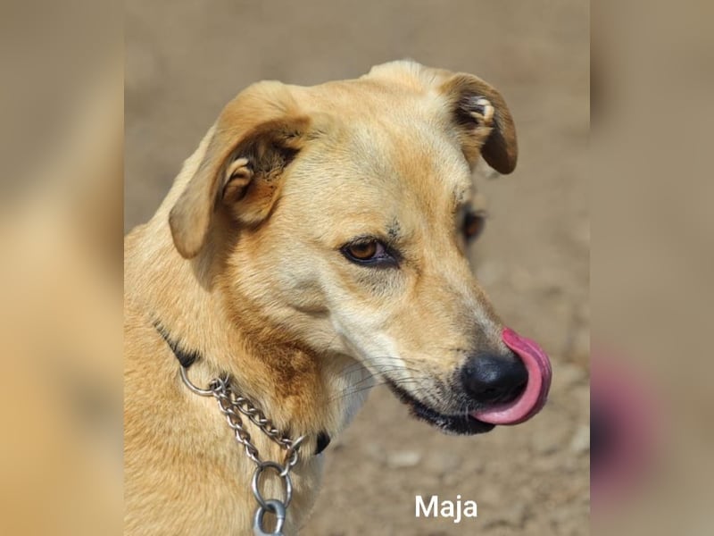 Maja, zierlich und hübsch und trotzdem alleine