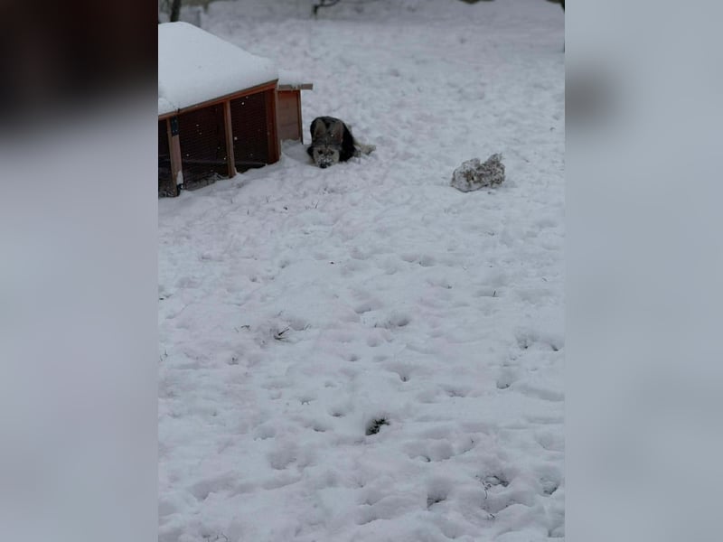 Anton quirliger Junghund auf 3 Beinen