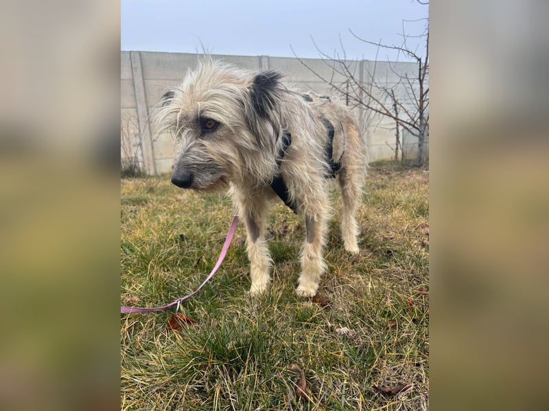 Mila sucht ein Zuhause