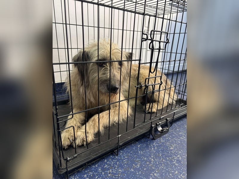 Mila sucht ein Zuhause