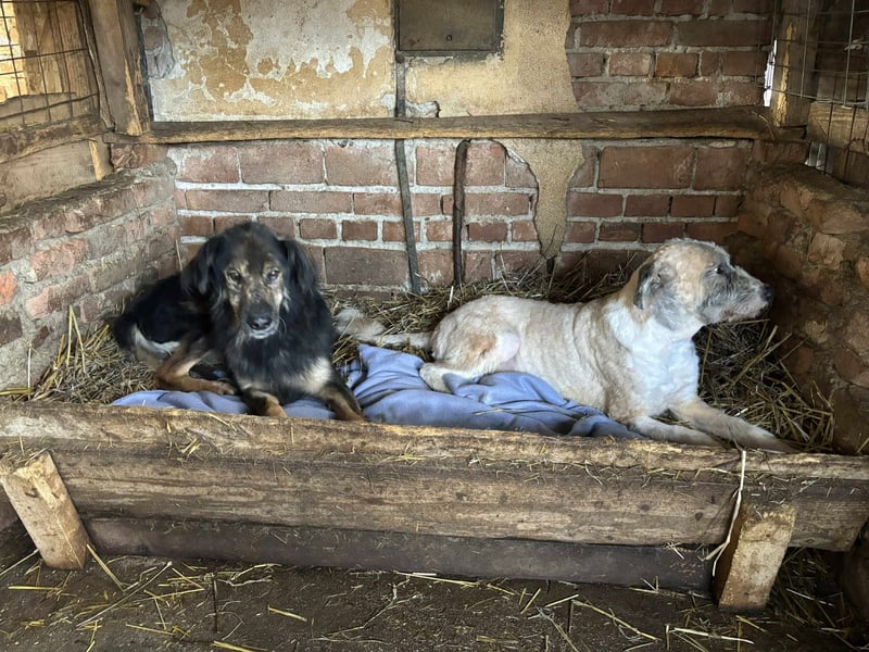 Strassenhund Grisu