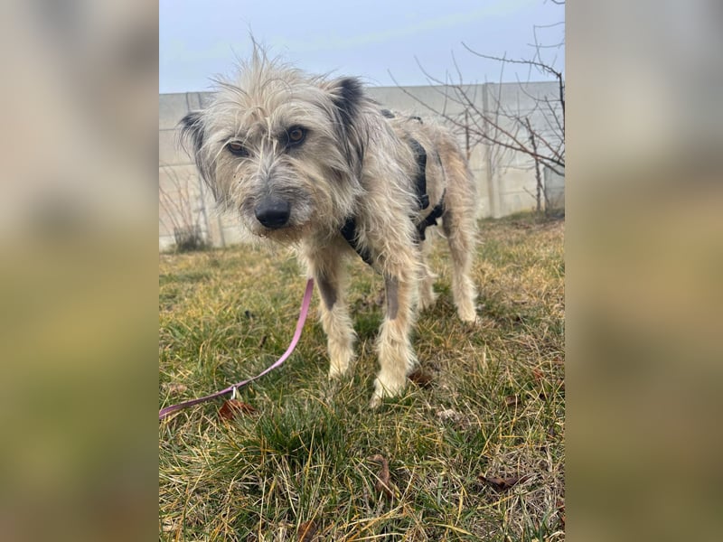 Mila sucht ein Zuhause