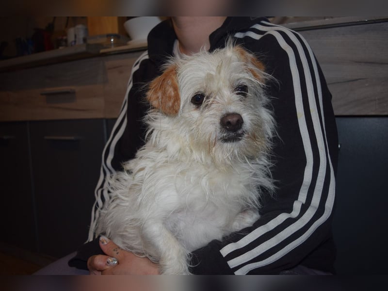 Kleine Iva