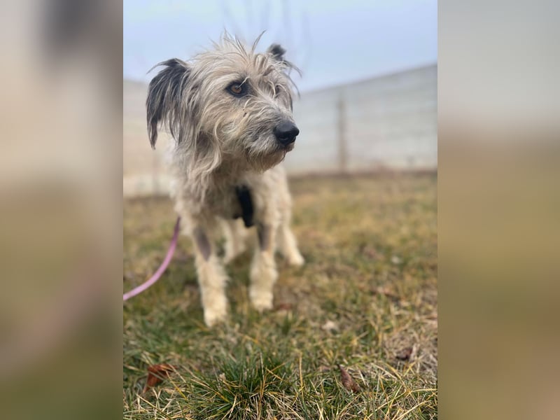 Mila sucht ein Zuhause