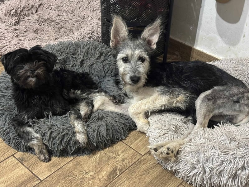 Anton quirliger Junghund auf 3 Beinen