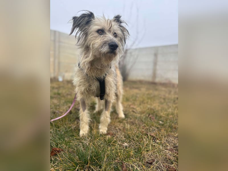 Mila sucht ein Zuhause