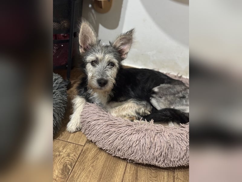 Anton quirliger Junghund auf 3 Beinen