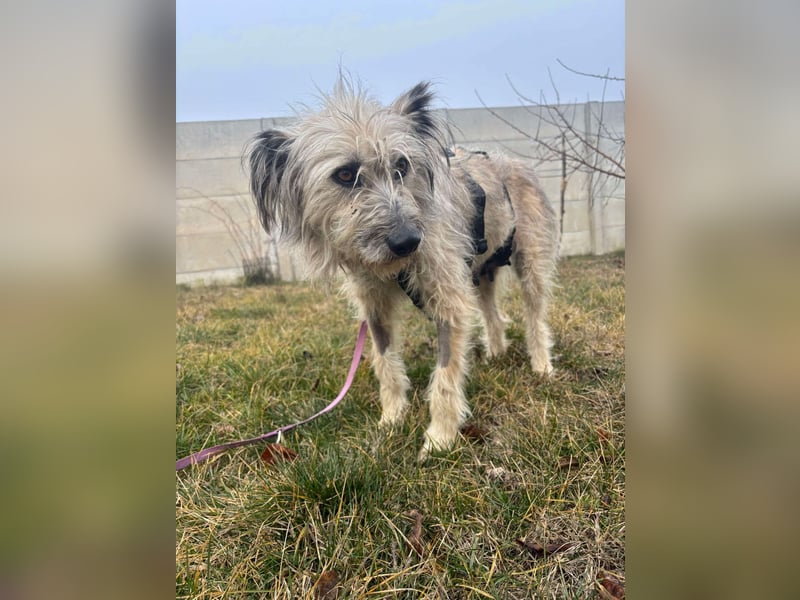 Mila sucht ein Zuhause