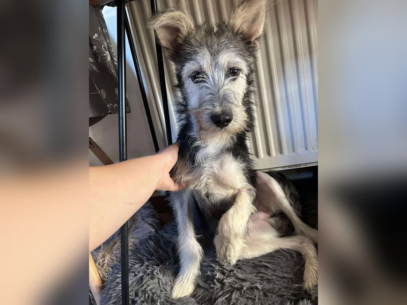 Anton quirliger Junghund auf 3 Beinen