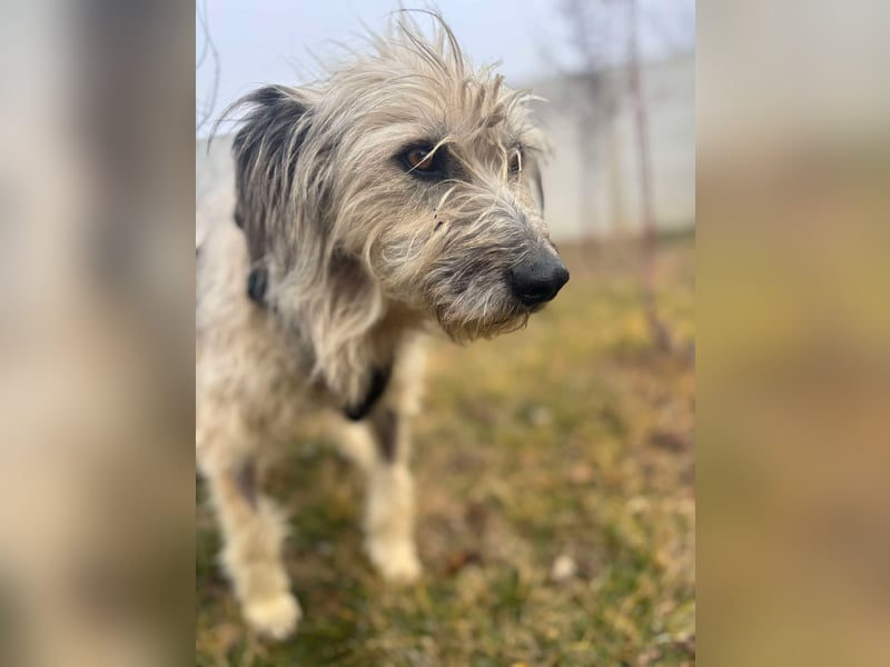 Mila sucht ein Zuhause