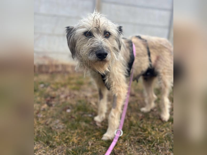 Mila sucht ein Zuhause