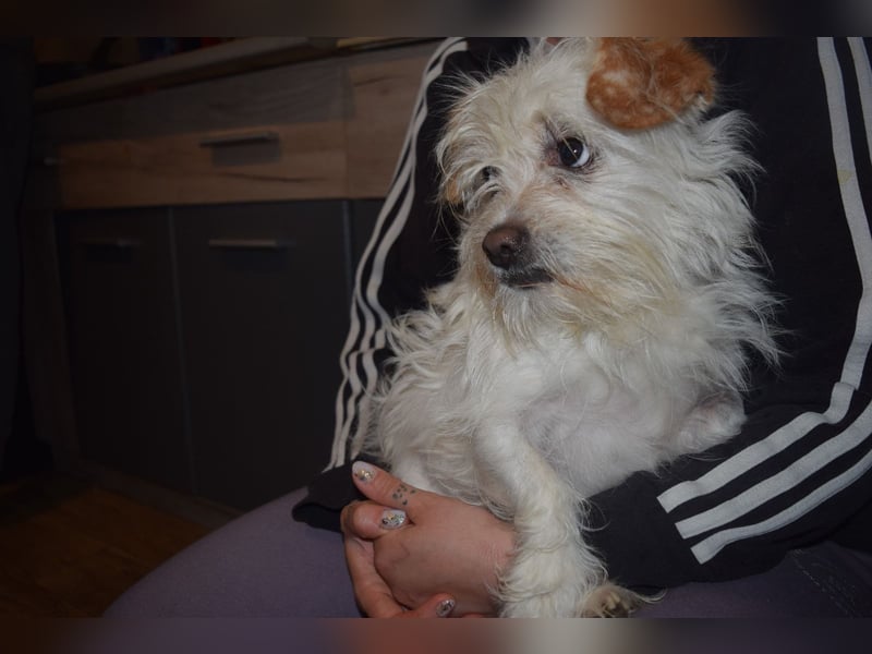 Kleine Iva
