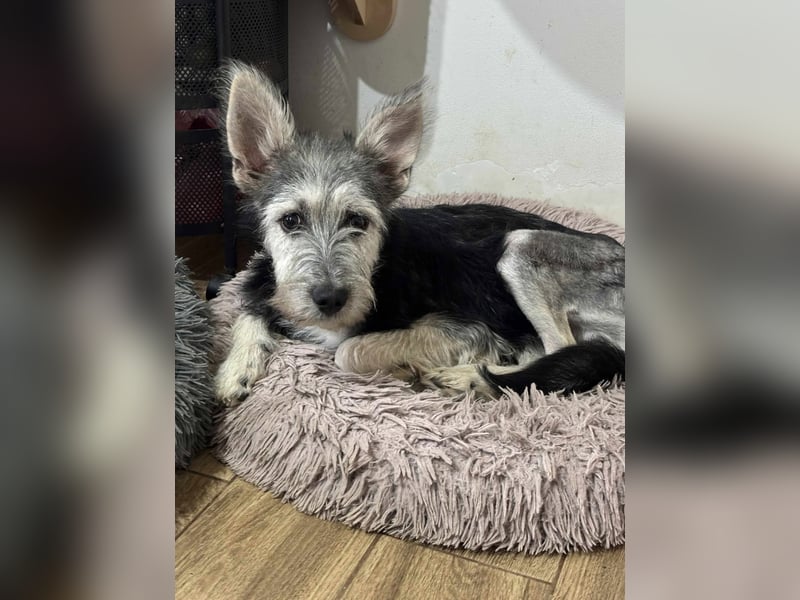 Anton quirliger Junghund auf 3 Beinen