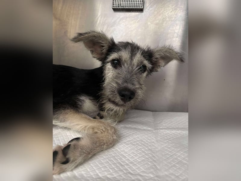 Anton quirliger Junghund auf 3 Beinen