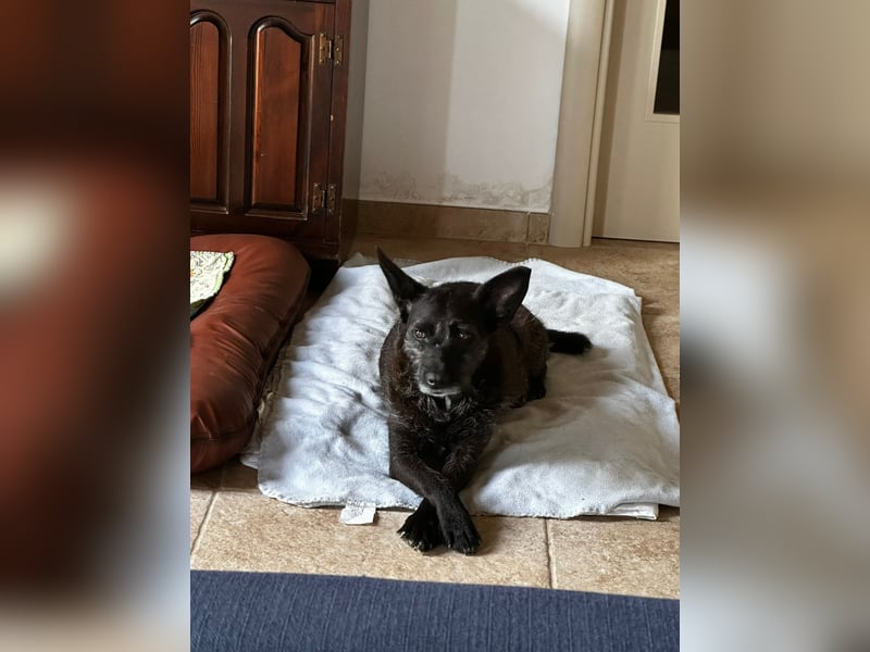 Aida