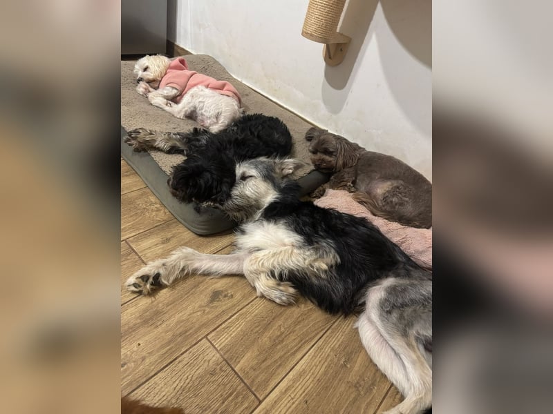 Anton quirliger Junghund auf 3 Beinen