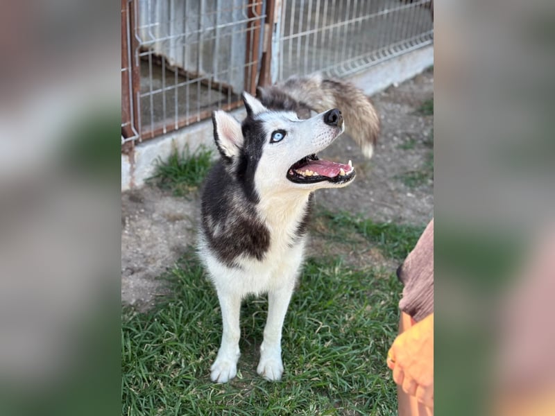 Husky Zeus