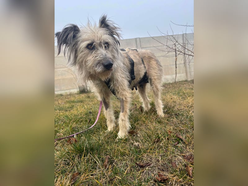 Mila sucht ein Zuhause