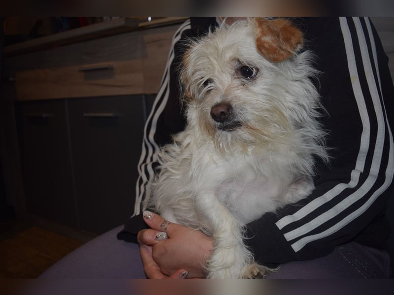 Kleine Iva