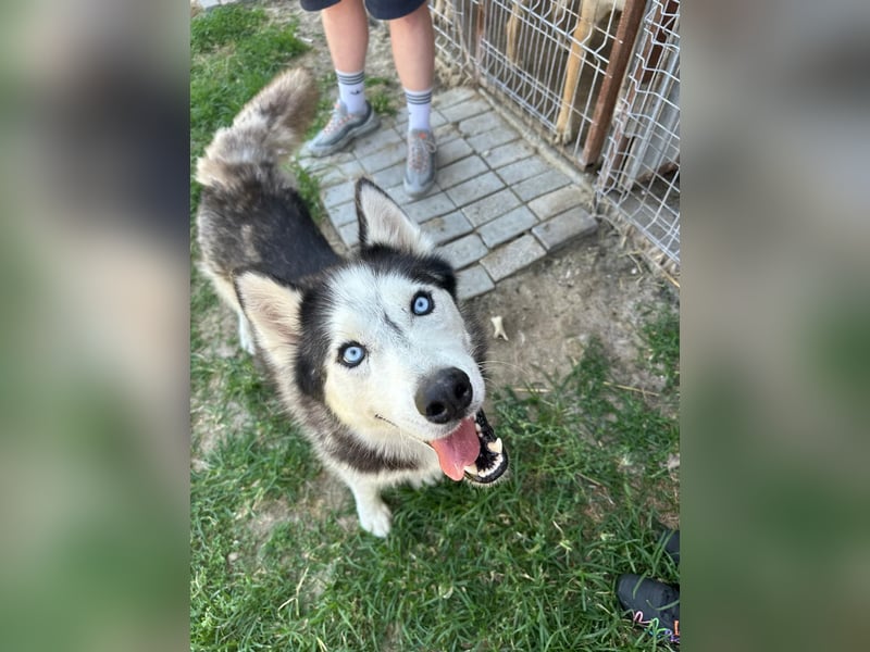Husky Zeus