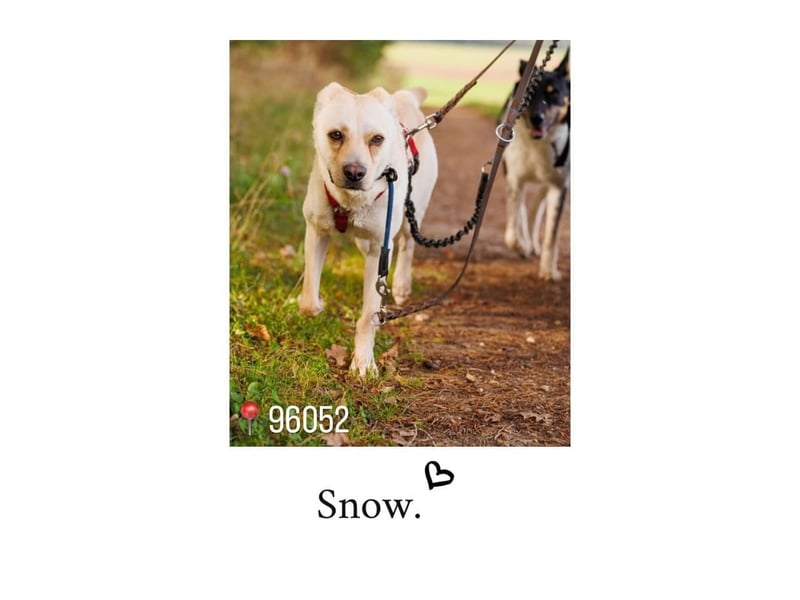 Snow