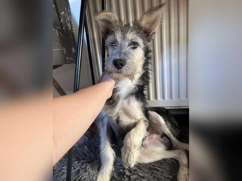 Anton quirliger Junghund auf 3 Beinen