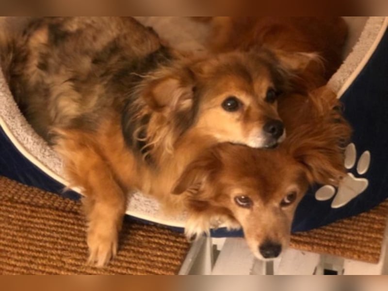 Lia und Loy suchen ihr Kuschelplatz