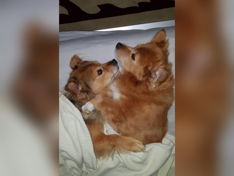 Lia und Loy suchen ihr Kuschelplatz
