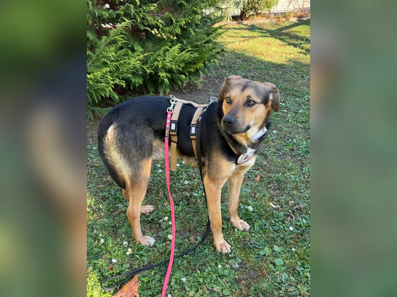 Huhu, ich bin Ike und bin auf der Suche nach lieben Menschen