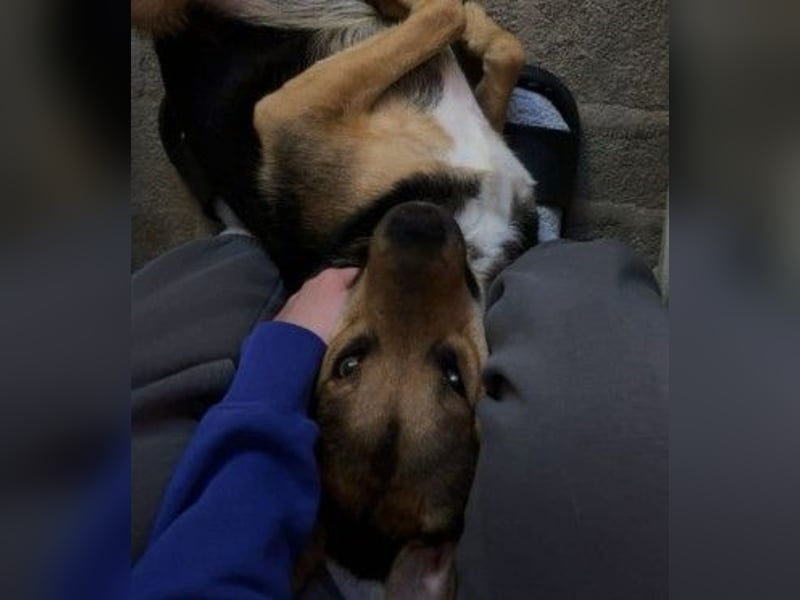 Huhu, ich bin Ike und bin auf der Suche nach lieben Menschen