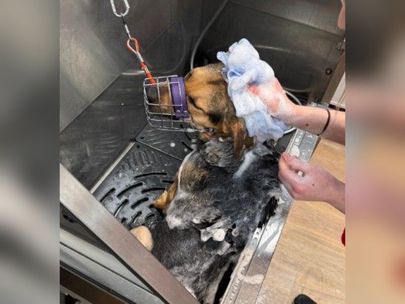 Huhu, ich bin Ike und bin auf der Suche nach lieben Menschen