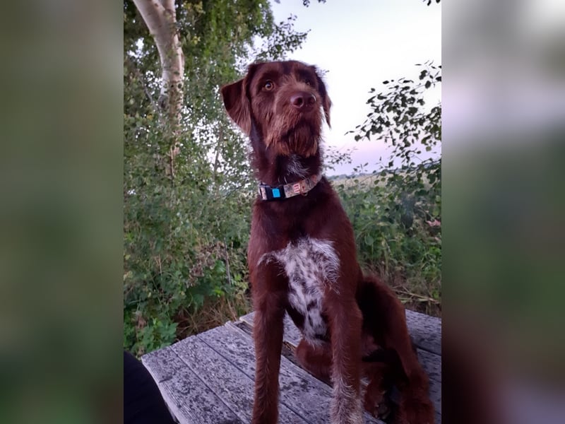 Goldendoodle Dalmatiner Welpen
