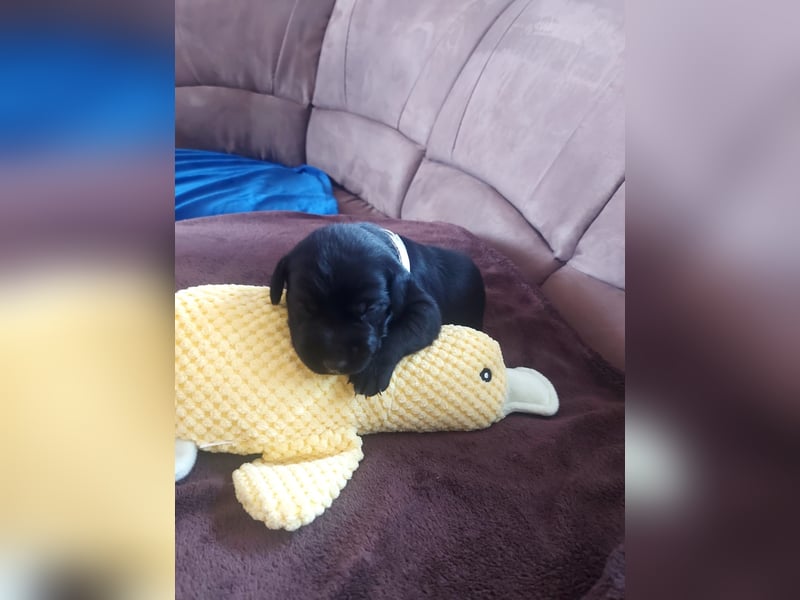 Goldendoodle Dalmatiner Welpen
