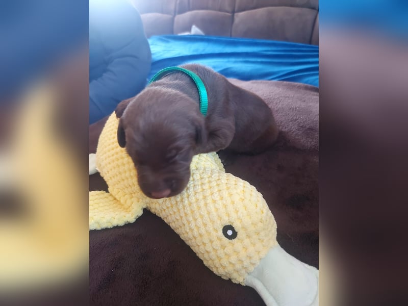Goldendoodle Dalmatiner Welpen