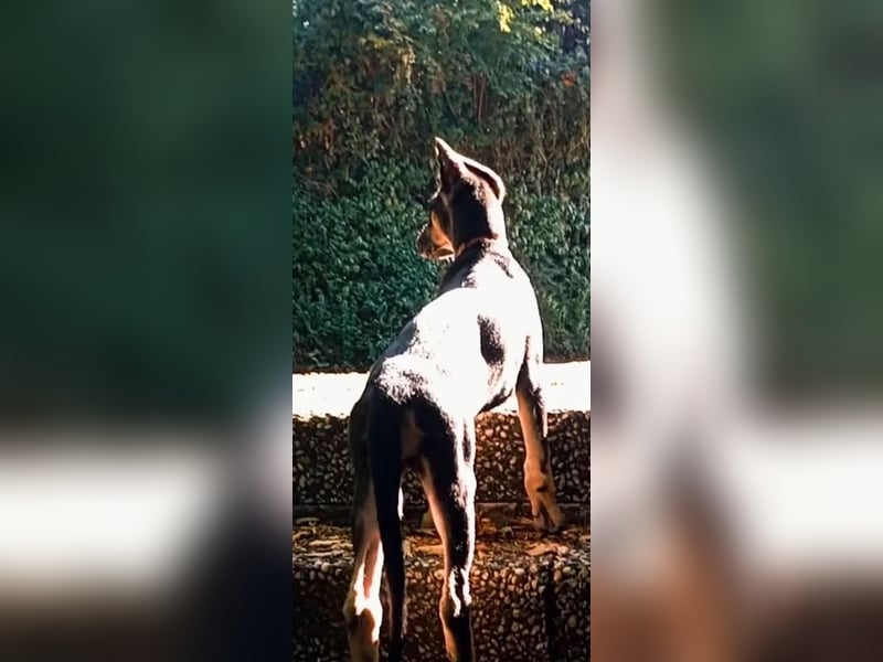 Malinois Mix Welpen aus dem Tierschutz